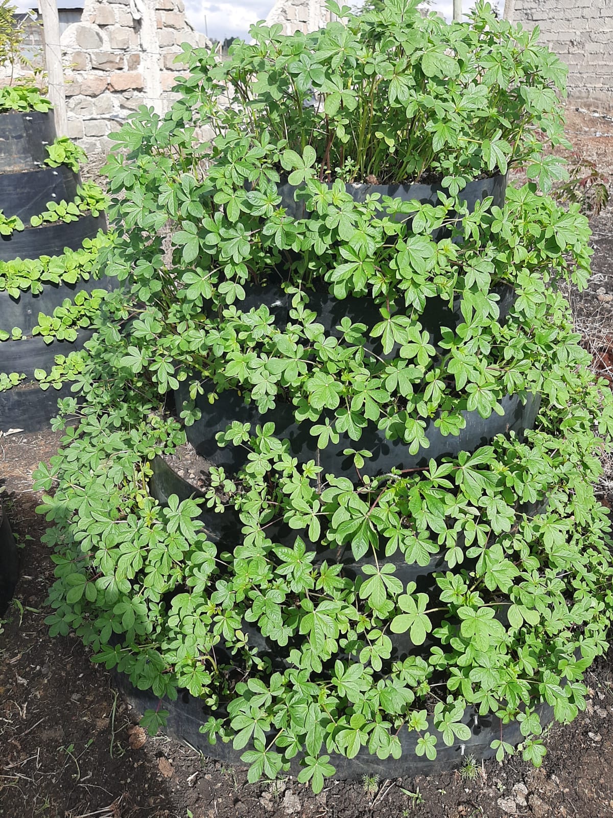 What Climate Action Means