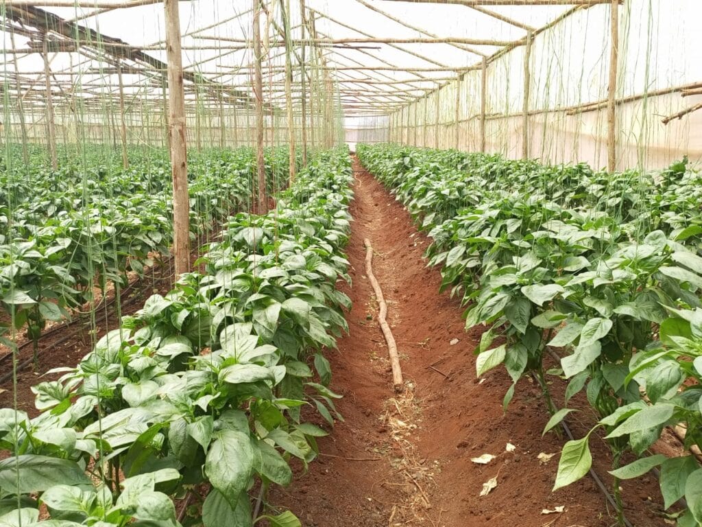 Environmental sustainability and climate action Afri-core