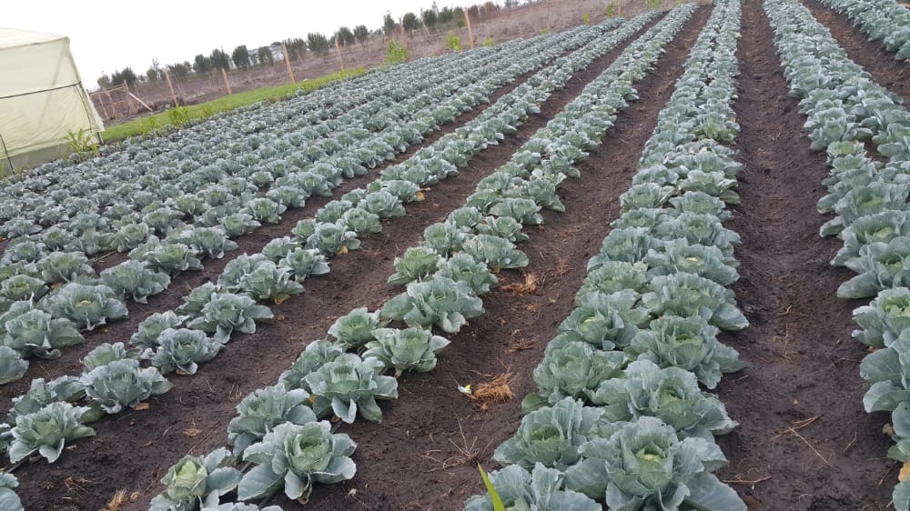 Economic Empowerment in Africa Afri-Core