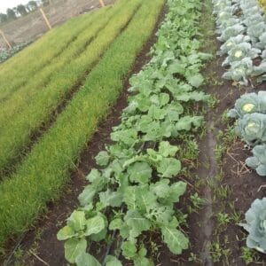 Climate Action in Africa Afri-Core