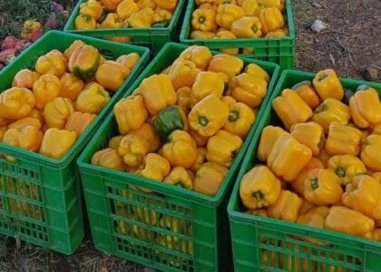 Community Nutrition in Africa | Afri-core